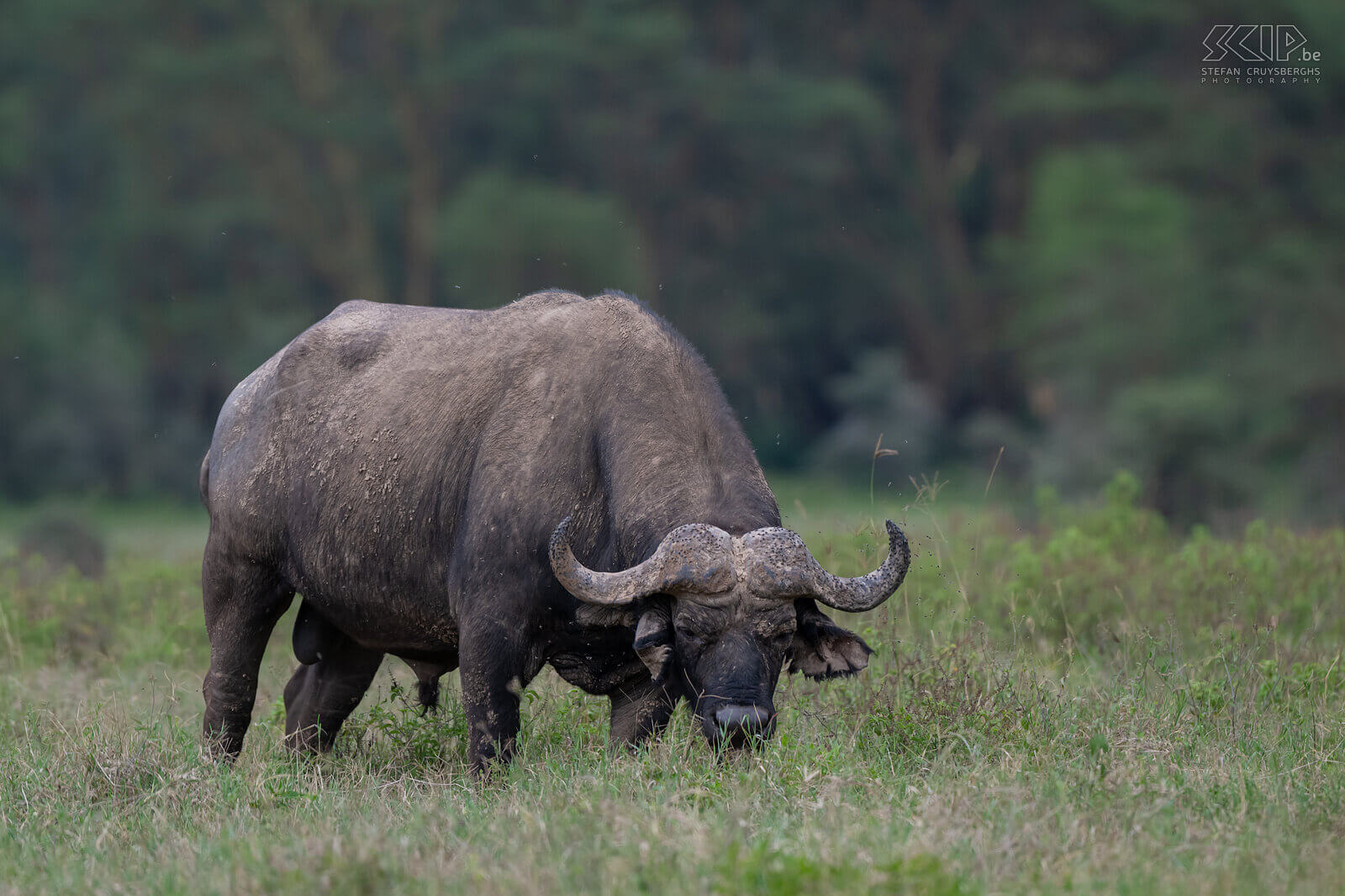 Nakuru NP - Afrikaanse buffel Afrikaanse buffel is het grootste holhoornige hoefdier in Afrika. Ze kunnen tot 850 kg weg en ze leven in grote kuddes zowel op de savanne als in bossen. Het is bovendien ook één van de big-five-soorten. De buffel is een geliefkoosde prooi voor leeuwen. Stefan Cruysberghs